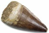 Fossil Mosasaur (Thalassotitan) Tooth - Morocco #384034-1